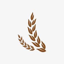 سنبلة القمح أذن قمح علم النبات Png وملف Psd للتحميل مجانا Leaf Tattoos Maple Leaf Tattoo Ear