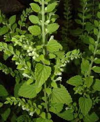 Image result for Syncolostemon linearis