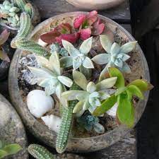 Im garten sieht die sukkulenten deko. 35 Wundervolle Deko Ideen Fur Den Garten Mit Sukkulenten