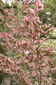 About 6 weeks ago i planted a tri color beech tree for a customer. Tricolor European Beech