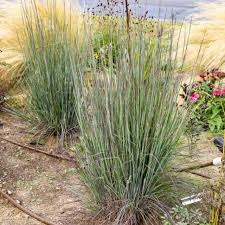 Image result for Schizachyrium