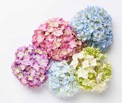 Simply Beautiful Wallpapers Endlesssummer Hydrangeas Wallpaper Endless Summer Hydrangea Wallpaper Beautiful Wallpapers