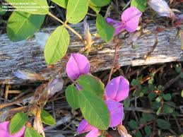 Image result for Galactia