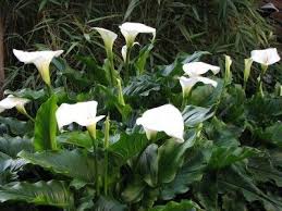 Calla Lily Care Tips On Growing Calla Lilies Garden Care Calla Lily Flowers Shade Garden