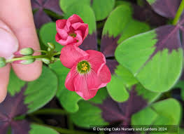 Image result for Oxalis oligotricha