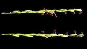 Image result for Urochloa semiundulata