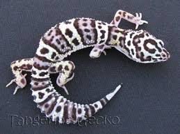 Black And White Striped Leopard Gecko Mack Snow Leopard Gecko I Want Itttttttt Mack Snow Leopard Gecko Leopard Gecko Leopard Gecko Morphs