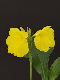 Image result for Siphonochilus