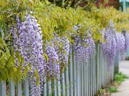 A wide variety of wisteria plant options are available to you, such as material, occasion, and season. Vermont Garden Journal Growing Wisteria Vine Vermont Public Radio