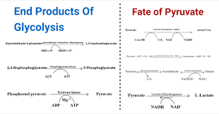 Pyruvic Acid - An Overview | Sciencedirect Topics