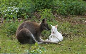 Le jardin des kangourous.com, venez vous emerveiller dans le plus grand groupe de marsupiaux de france en liberté ! Chantilly Un Nouveau Kangourou Albinos Au Petit Parc Du Chateau Le Parisien