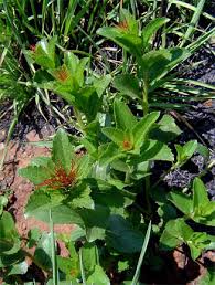 Image result for Acalypha caperonioides