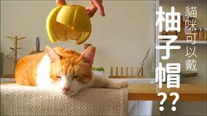 貓咪可以戴柚子帽嗎?【好味貓知識】第一季｜EP4 - YouTube