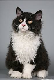 B0169c461a5534a5ee76d34fb83ff70f Jpg 587 858 Fluffy Cat Breeds Cats And Kittens Cat Breeds