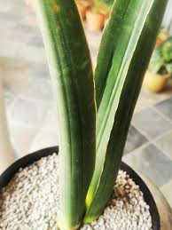 Image result for Sansevieria sinus-simiorum