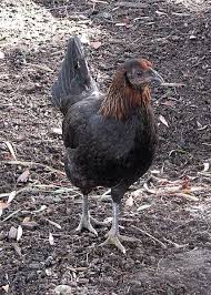 I'm just newbie in this kind of thing & i don't have enough knowledge yet. File American Game Hen Jpg Wikipedia