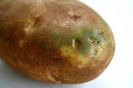 Cook, covered tightly, until the potatoes are tender, approximately 25 to 30 minutes, periodically checking the pot to make sure a small amount of liquid remains. About Green Potatoes
