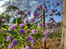 Image result for Vernonia stenocephala