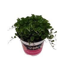 Much harder to find than the emerald falls. 1 4l Dichondra Emerald Falls Dichondra Argentea Emerald Falls Bunnings New Zealand