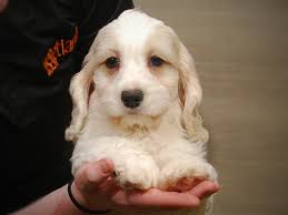 Maybe you would like to learn more about one of these? Cock A Poo Puppies Petland Iowa City