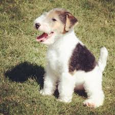 Wire Hair Fox Terrier Puppy With Images Fox Terrier Puppy Wire Fox Terrier Fox Terrier