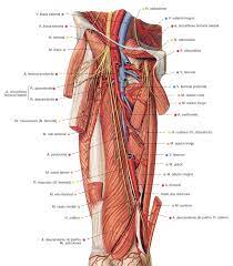 Arterias Do Membro Inferior Anatomia Online