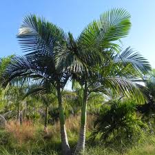 It is a beautiful palm that is easy to find and better yet, easy to grow. Palms Grow Your Own Tropical Paradise