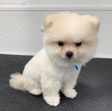 Let us guide you through our mobile pet grooming services in los angeles. Mobile Pet Grooming Margate Cats Dogs Grooming Margate