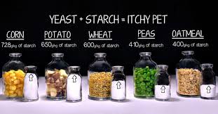 Grain Free Dog Foods