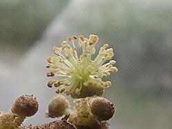 Image result for Neoboutonia melleri