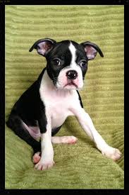Buscar mi cuenta publicar anuncio gratis anúnciese gratis. Akc Boston Terrier Puppies Los Angeles Home Facebook