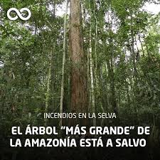 1977), and for battens, props, beams, girders, posts, stakes, door and window frames, floor boards. Radio Infinita Si Les Decimos Dinizia Excelsa Puede Facebook