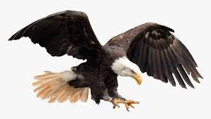 Check spelling or type a new query. Eagle Png Hd Transparent Png Kindpng