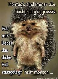 Montag Funny Pictures Funny Animals Relationship Memes