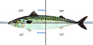 Anatomical Body Sections Of Fish Exampled By A Mackerel Used For Download Scientific Diagram Kipper sardine fish products mackerel oily fish, fish, cdr, food, animals png.