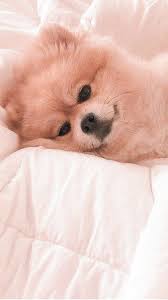 Maybe you would like to learn more about one of these? Cute Puppy Wallpaper Aesthetic Pets Lovers