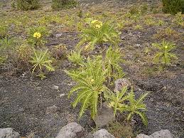 Image result for Sonchus dregeanus