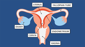 Exposure to multiple sexual partners, especially without using a. Does Cervical Cancer Run In Families University Of Utah Health