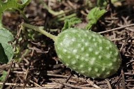Image result for Cucumis anguria