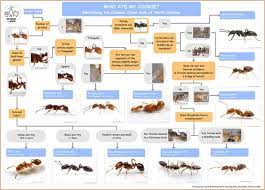 Pin On Insects