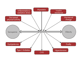 Maybe you would like to learn more about one of these? The Vicious Cycle Of Sarcopenia And Obesity Download Scientific Diagram