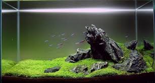 Image Result For Lava Rock Aquascape Aquascape Aquascape Design Aquascape Aquarium