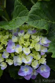 Image result for Hydrangea macrophylla bela obrázek