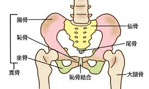 骨盤が歪んだままだと太りやすい体質に【たった2つやるだけ】セルフで骨盤歪みを整える厳選エクサ | ヨガジャーナルオンライン