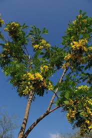 Image result for Calpurnia aurea