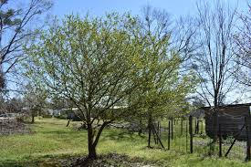 Maybe you would like to learn more about one of these? Mayhaw A Native Fruit Tree Worth Considering For Niche Markets Fruit Trees Florida Trees Tree