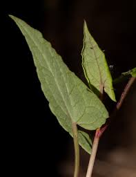 Image result for Rumex sagittatus