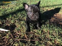 The french bulldog has the appearance of an active, intelligent, muscular dog of heavy bone, smooth coat, compactly built, and of medium or small structure. Black Brindle Female French Bulldog 6 Weeks Old