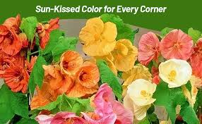 Image result for Abutilon sp.no.1