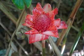 Image result for Etlingera